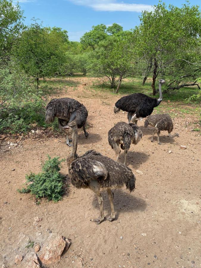 Vila Birdsong Kruger Marloth Park Exteriér fotografie